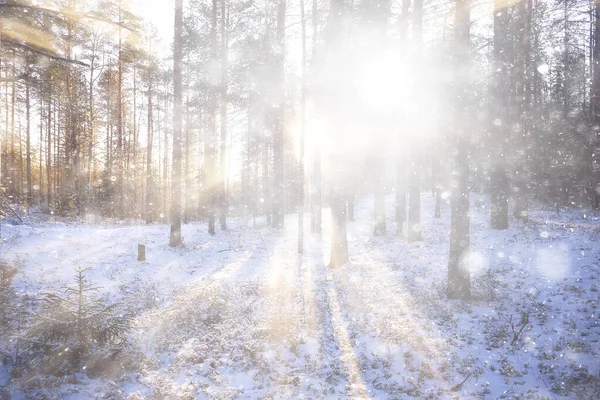 Raggi Del Sole Paesaggio Foresta Invernale Bagliore Paesaggio Una Bellissima — Foto Stock