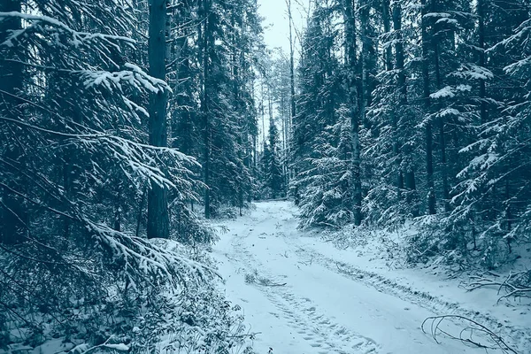 Nevadas Paisaje Bosque Bosque Cubierto Nieve Árboles Vista Panorámica Clima — Foto de Stock