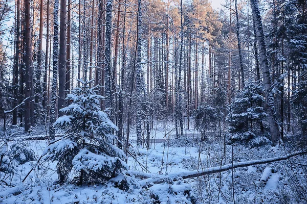 Landskap Vinter Skog Dyster Säsongsbetonad Landskap Snö Skogen Natur — Stockfoto