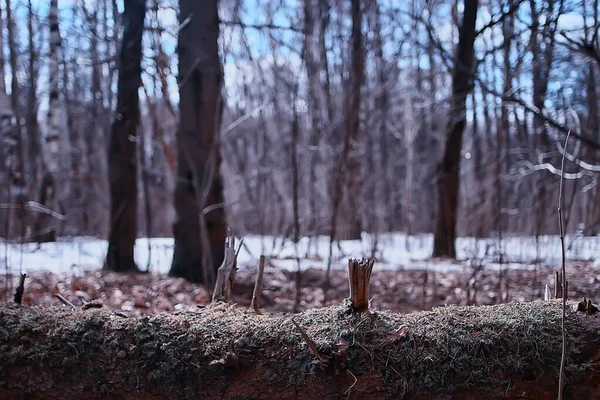 Paysage Hiver Forêt Sombre Paysage Saisonnier Neige Dans Forêt Nature — Photo