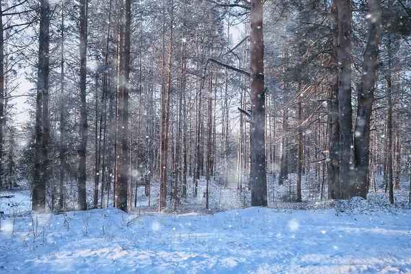 Paesaggio Nevicata Nella Foresta Bosco Coperto Neve Vista Panoramica Alberi — Foto Stock