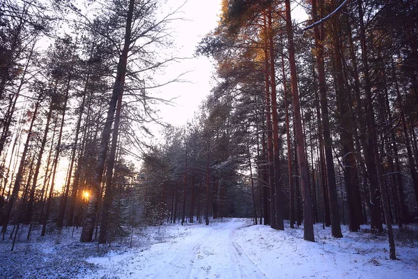 Raggi Del Sole Paesaggio Foresta Invernale Bagliore Paesaggio Una Bellissima — Foto Stock