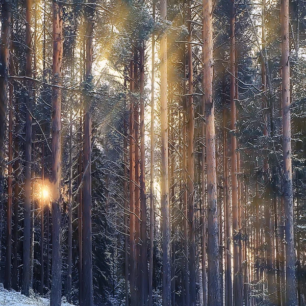 冬の風景の中の正方形の写真の森2月の風景の冬の森のパノラマの雪 — ストック写真