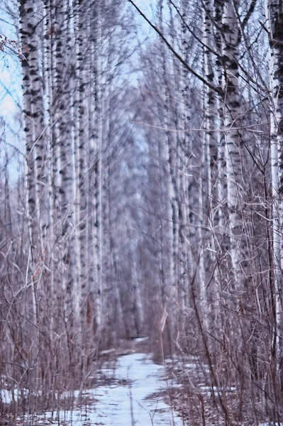 Mars Björkskog Abstrakt Suddigt Landskap Skogen — Stockfoto