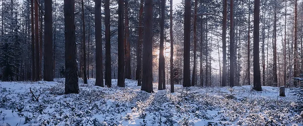 パノラマ 冬の森の風景 雪景色の太陽の光 森の中の雪の天気の夕日 — ストック写真