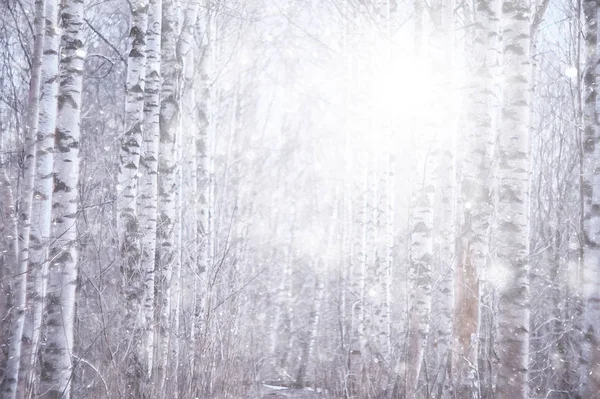 Schneesturm Waldhintergrund Abstrakter Verschwommener Hintergrund Schneeflocken Die Winterwald Auf Die — Stockfoto