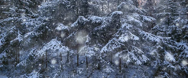 Ormanda Kar Yağışı Karla Kaplı Orman Kar Altında Panoramik Ağaçlar — Stok fotoğraf