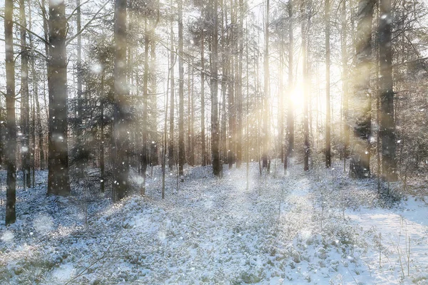 Paprsky Slunce Krajiny Zimní Les Záře Krajiny Krásném Zasněženém Lese — Stock fotografie