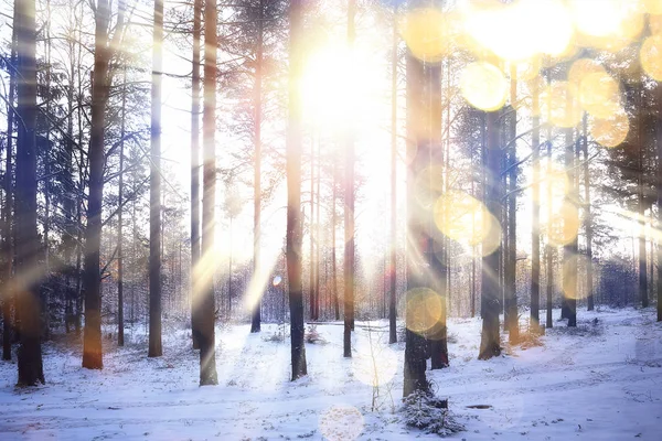Rayons Soleil Paysage Forêt Hiver Paysage Lumineux Dans Une Belle — Photo