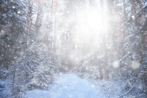 森林中的暴风雪背景 抽象模糊的背景雪花飘落在冬季的森林中的风景 — 图库照片
