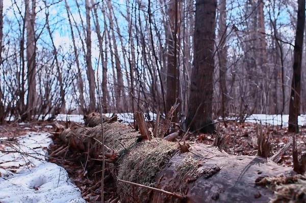 Τοπίο Χειμερινό Δάσος Ζοφερό Εποχιακό Τοπίο Χιόνι Στη Φύση Δάσος — Φωτογραφία Αρχείου