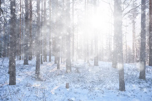 森の中の風景雪に覆われた森雪の天気のパノラマビューの木 — ストック写真