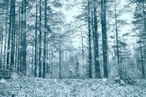 森林里的风景降雪 覆盖着积雪的森林 雪天里的全景树 — 图库照片
