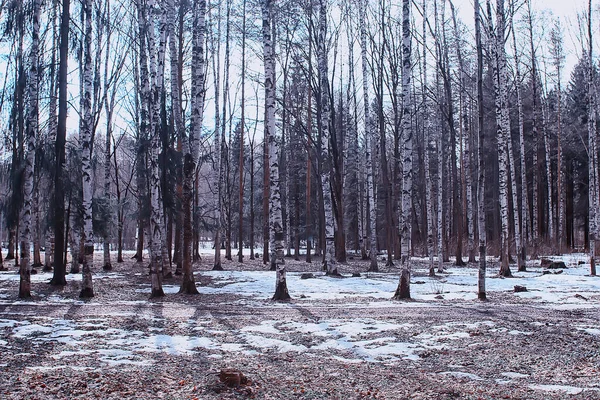 3月白樺林 森の中の抽象的なぼやけた風景 — ストック写真