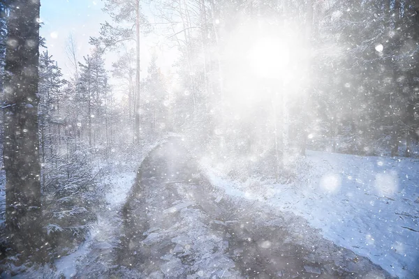 Landskap Snöfall Skogen Skog Täckt Med Snö Panoramautsikt Träd Snön — Stockfoto