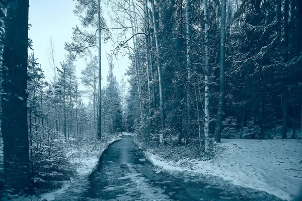 Paisagem Inverno Floresta Sombria Paisagem Sazonal Neve Natureza Florestal — Fotografia de Stock