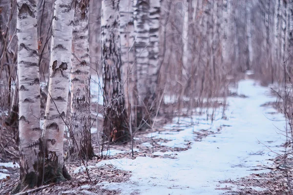 Mars Forêt Bouleaux Paysage Abstrait Flou Dans Forêt — Photo