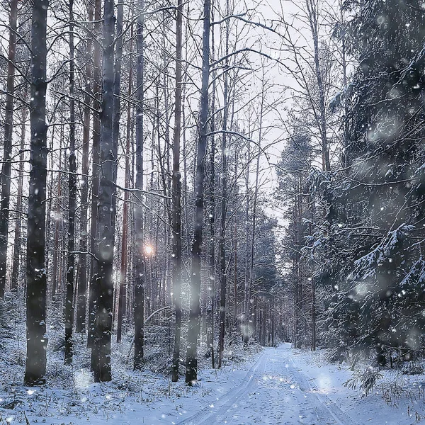 Kışın Kare Fotoğraf Ormanı Şubatta Kış Ormanı Manzarasında Kar — Stok fotoğraf