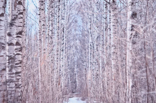 Maart Berkenbos Abstract Wazig Landschap Het Bos — Stockfoto