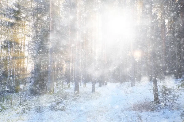 Blizzard Forest Background Abstract Blurred Background Snowflakes Falling Winter Forest — Stock Photo, Image