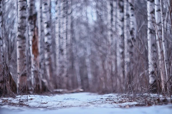 Maart Berkenbos Abstract Wazig Landschap Het Bos — Stockfoto