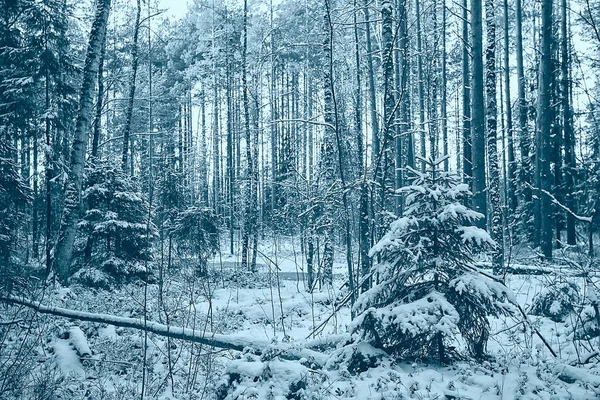 Nevadas Paisaje Bosque Bosque Cubierto Nieve Árboles Vista Panorámica Clima — Foto de Stock