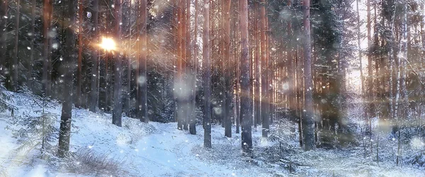 Panorama Winterbos Landschap Zonnestralen Een Besneeuwd Landschap Sneeuwweer Zonsondergang Het — Stockfoto