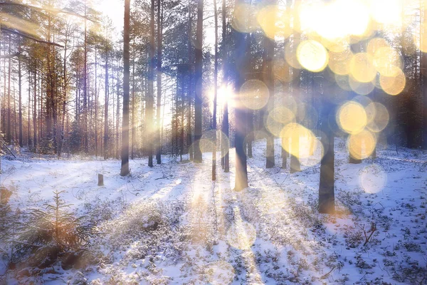 Stråler Solen Landskab Vinterskov Glød Landskab Smuk Snedækket Skov Sæsonbestemt - Stock-foto