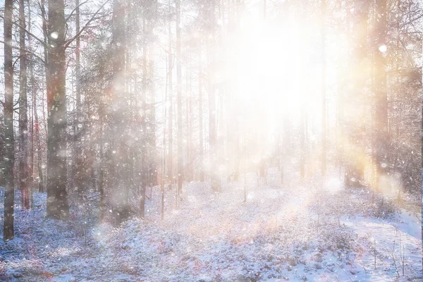 森の中の吹雪風景の上の冬の森に降る抽象的な背景の雪片 — ストック写真