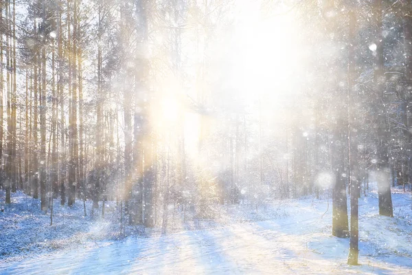 Raze Soare Peisaj Pădure Iarnă Peisaj Strălucitor Într Frumoasă Pădure — Fotografie, imagine de stoc