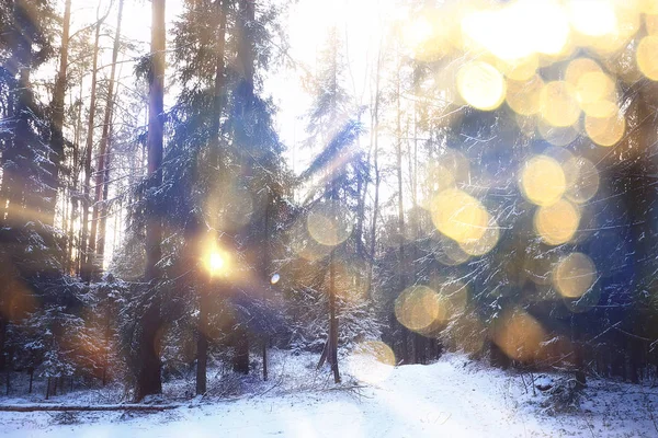 阳光普照的冬季森林 在美丽的雪地森林里闪耀的冬季全景 — 图库照片