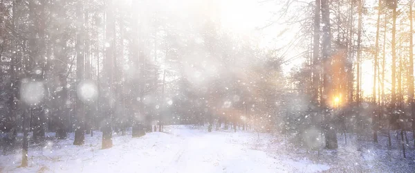 Panorama Winterliche Waldlandschaft Sonnenstrahlen Einer Verschneiten Landschaft Schneewetter Sonnenuntergang Wald — Stockfoto