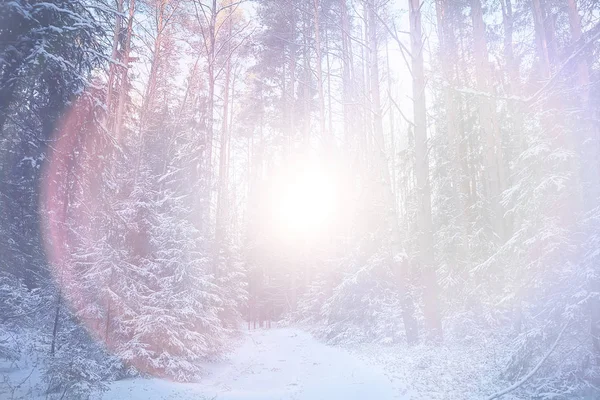 阳光普照的冬季森林 在美丽的雪地森林里闪耀的冬季全景 — 图库照片