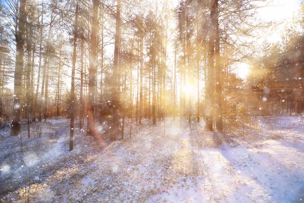 Solens Strålar Landskap Vinter Skog Glöd Landskap Vacker Snöig Skog — Stockfoto