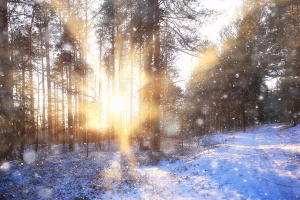Napsugarak Táj Téli Erdő Ragyogó Táj Egy Gyönyörű Havas Erdő — Stock Fotó