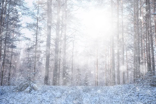 森の中の風景雪に覆われた森雪の天気のパノラマビューの木 — ストック写真