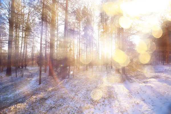 パノラマ 冬の森の風景 雪景色の太陽の光 森の中の雪の天気の夕日 — ストック写真