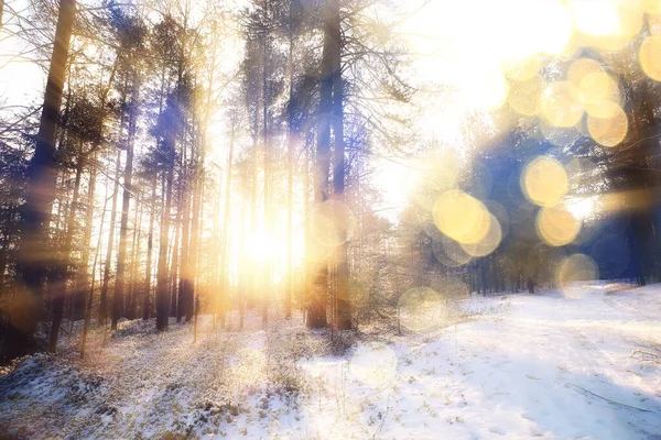 太陽の風景冬の森美しい雪の森の中の光の風景冬の季節のパノラマ — ストック写真