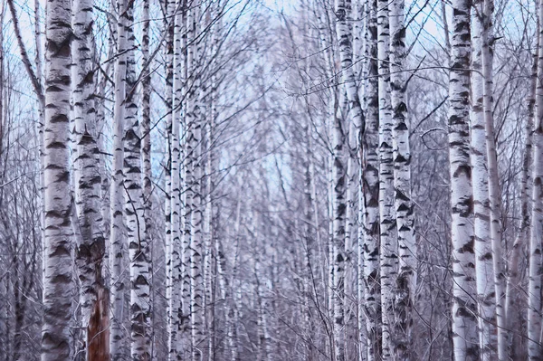 Mars Forêt Bouleaux Paysage Abstrait Flou Dans Forêt — Photo