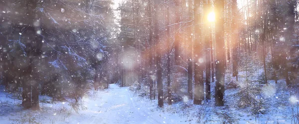 冬季森林景观 雪景中的阳光 森林中的雪天落日 — 图库照片