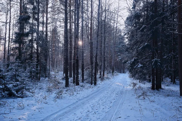 Ландшафт Зимний Лес Мрачный Сезонный Пейзаж Снег Лесу Природа — стоковое фото