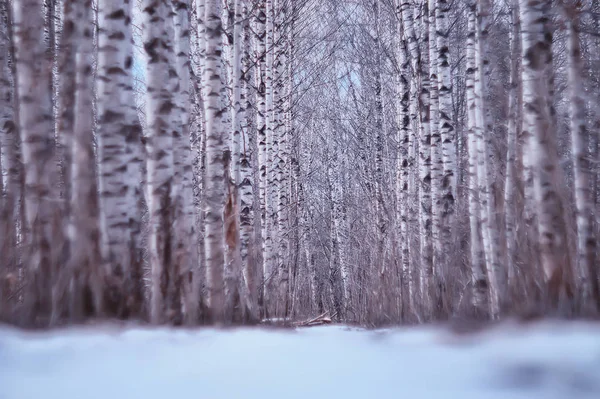 Mars Forêt Bouleaux Paysage Abstrait Flou Dans Forêt — Photo