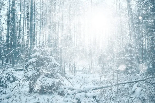 森林中的暴风雪背景 抽象模糊的背景雪花飘落在冬季的森林中的风景 — 图库照片