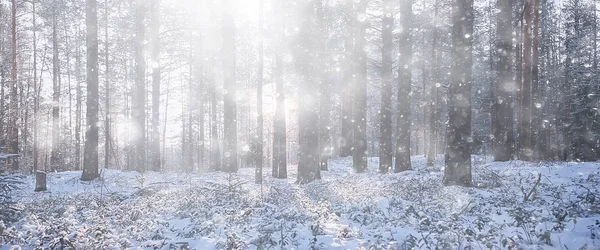 Panorama Winterliche Waldlandschaft Sonnenstrahlen Einer Verschneiten Landschaft Schneewetter Sonnenuntergang Wald — Stockfoto