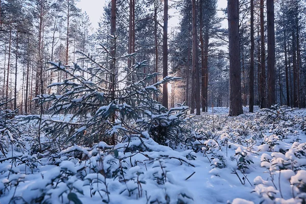 Krajobraz Zima Las Ponury Sezonowy Śnieg Krajobraz Lesie Natura — Zdjęcie stockowe