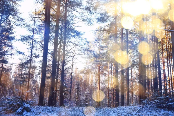 Rayons Soleil Paysage Forêt Hiver Paysage Lumineux Dans Une Belle — Photo