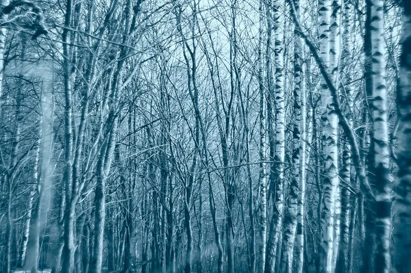 Táj Téli Erdő Komor Szezonális Táj Erdő Természet — Stock Fotó
