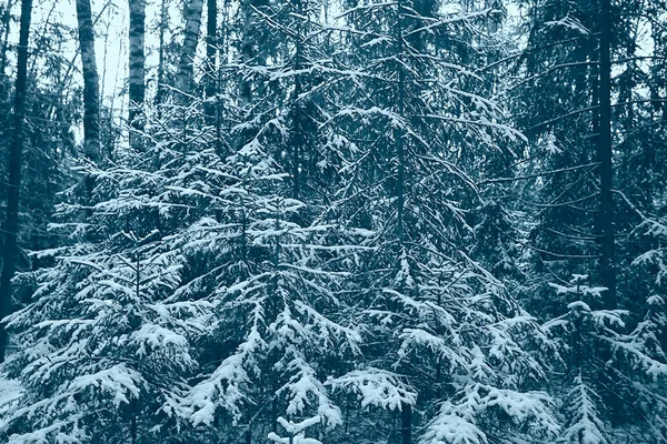 Krajina Sníh Lese Les Pokrytý Sněhem Panoramatický Výhled Stromy Sněhovém — Stock fotografie