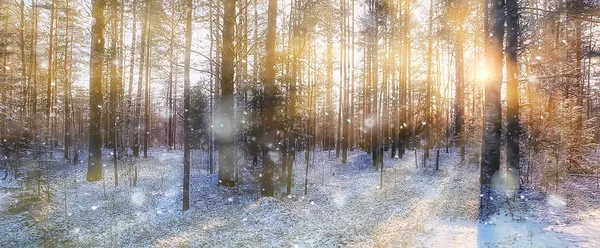 パノラマ 冬の森の風景 雪景色の太陽の光 森の中の雪の天気の夕日 — ストック写真