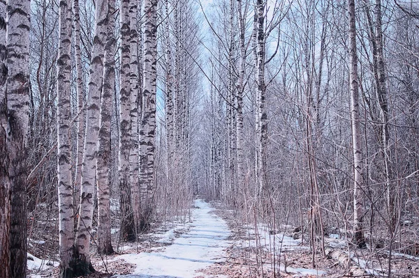 März Birkenwald Abstrakte Verschwommene Landschaft Wald — Stockfoto